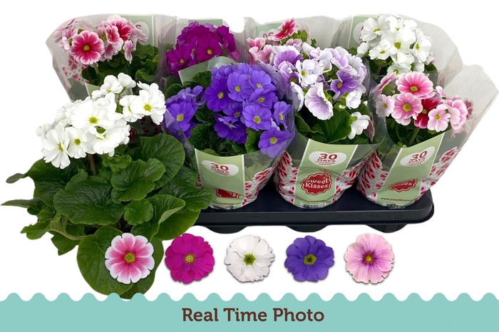 <h4>PRIM OB TM GEM</h4>