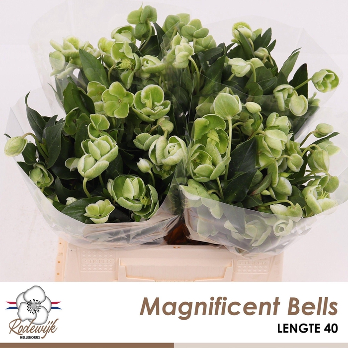 <h4>HELL MAGNIFIC BELLS</h4>