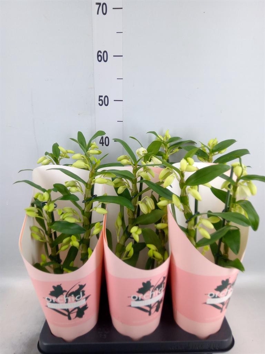 <h4>Dendrobium nob. 'StarCla Apollon'</h4>
