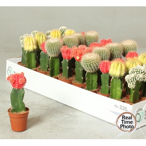 CACTUS GEM