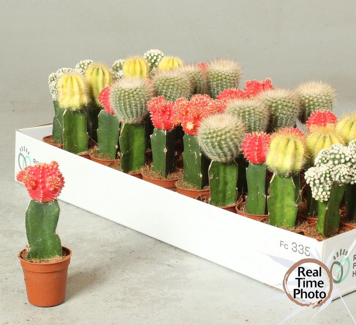 <h4>CACTUS GEM</h4>
