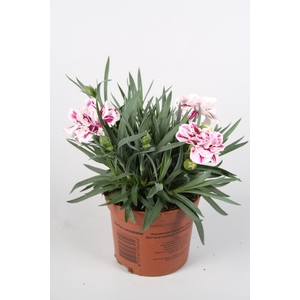 Dianthus Sissy p9