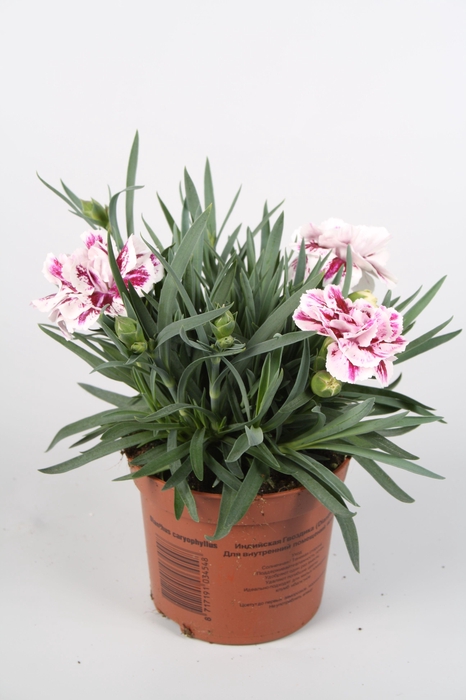 <h4>Dianthus Sissy p9</h4>