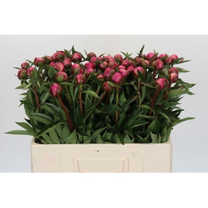 Paeonia Anima