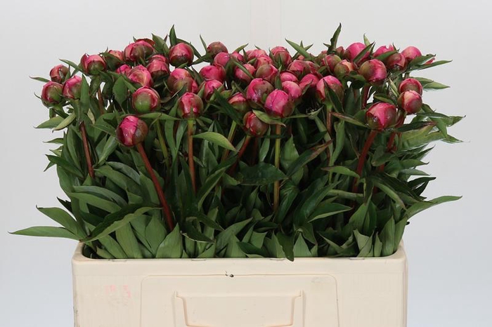 <h4>Paeonia Anima</h4>