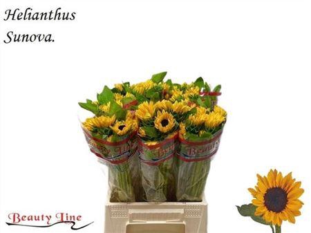 <h4>Heli Sunova</h4>