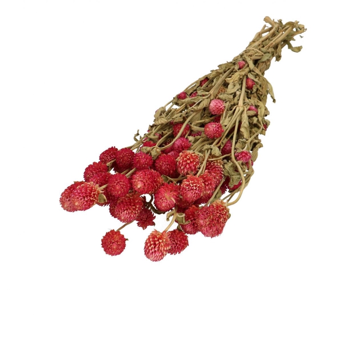 Dried flowers Gomphrena 65cm 110g
