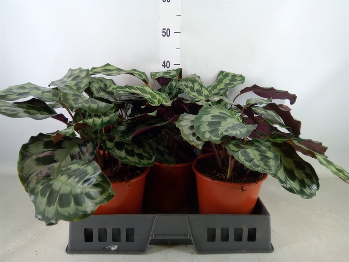 <h4>Calathea   ...</h4>