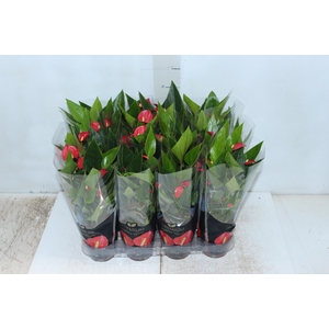 ANTHURIUM MINI MILLION FLOWERS P09