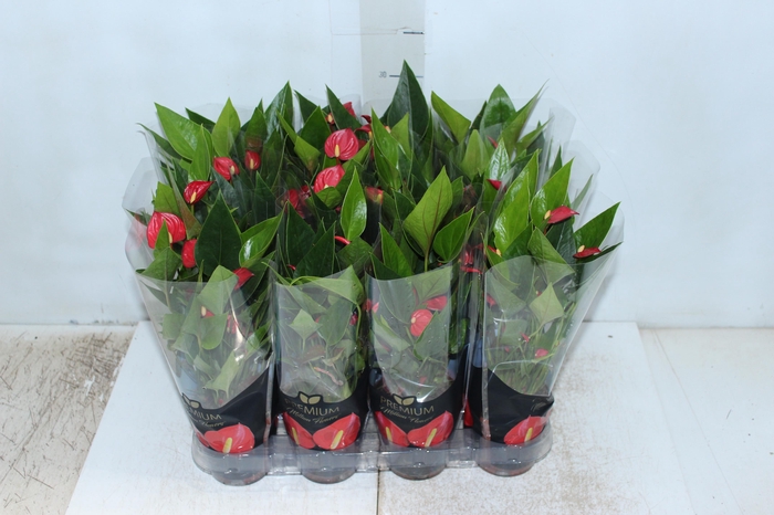 <h4>ANTHURIUM MINI MILLION FLOWERS P09</h4>