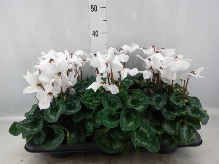 <h4>Cyclamen GR 'Fleur En Vogue'</h4>