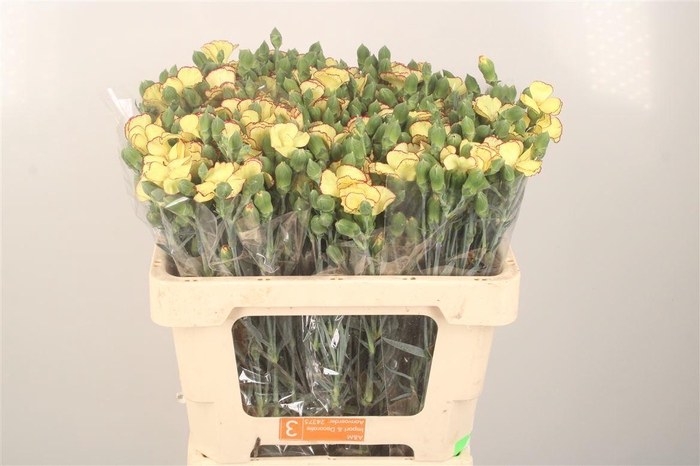 <h4>Di Symply Blondfly</h4>