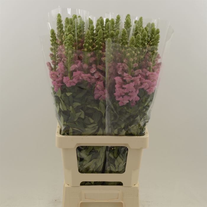 <h4>Antirrhinum Potomac Cher Rose</h4>