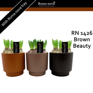 Hya Rom 1426 Brown Beauty