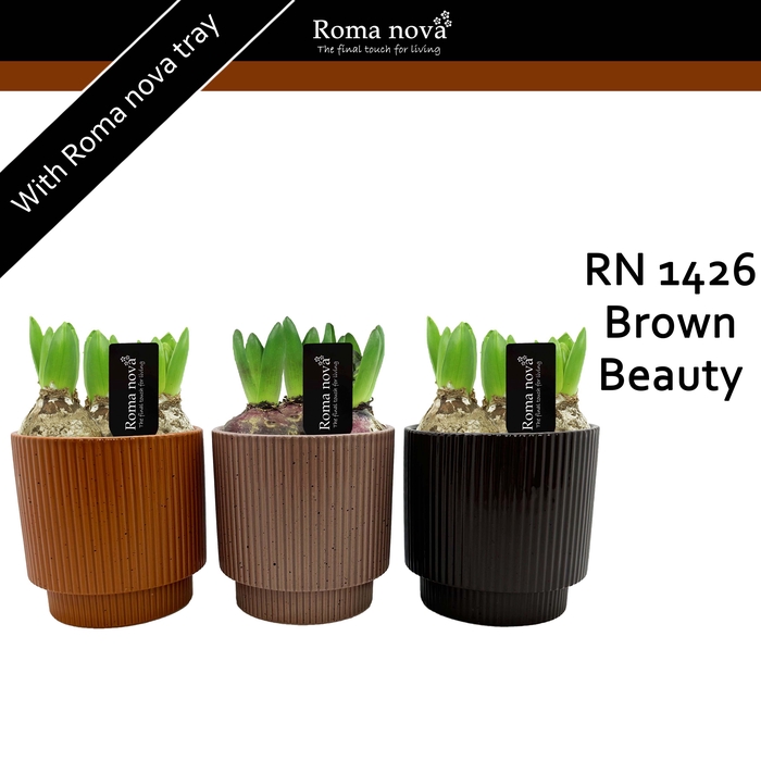 <h4>Hya Rom 1426 Brown Beauty</h4>