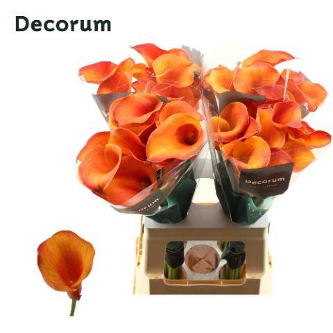 <h4>Calla 'Captain Odeon'</h4>