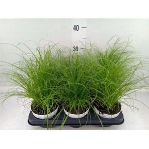 Cyperus alternifolius 'Zumula'