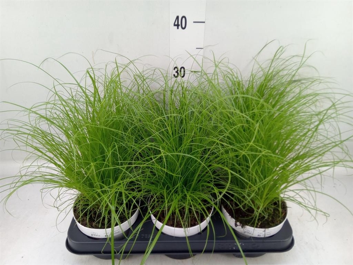 <h4>Cyperus alternifolius 'Zumula'</h4>