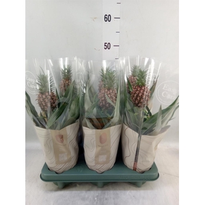Ananas  'Rosita'