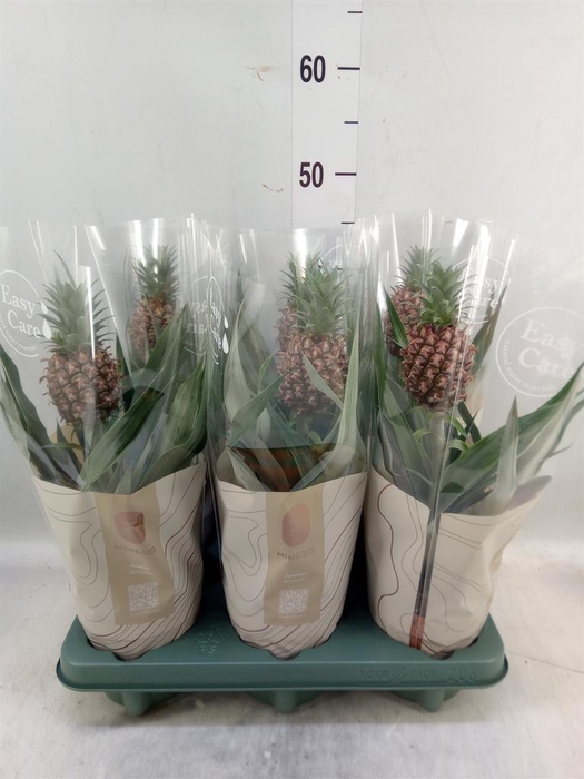 <h4>Ananas  'Rosita'</h4>