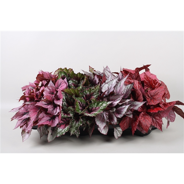 <h4>Begonia blad Beleaf mix</h4>