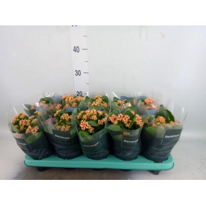 Kalanchoe blos. 'Serenity Coral'