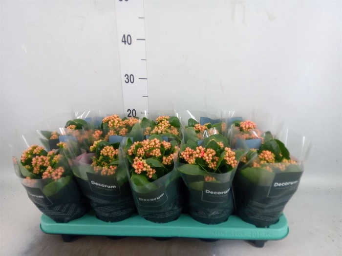 <h4>Kalanchoe blos. 'Serenity Coral'</h4>
