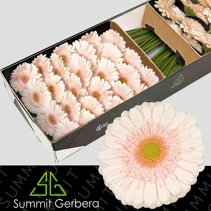 <h4>Gerbera Estate Doos</h4>