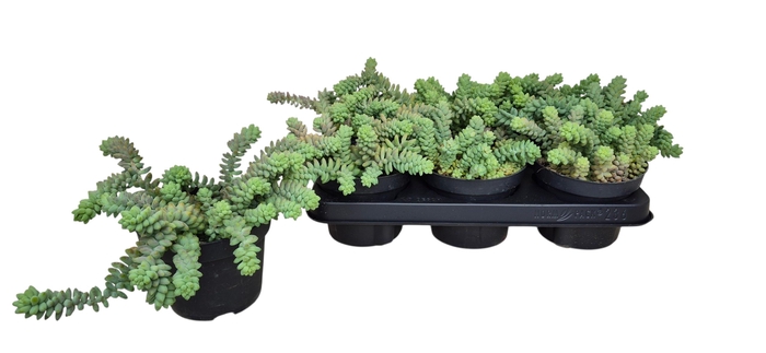 <h4>SEDUM BURRITO</h4>