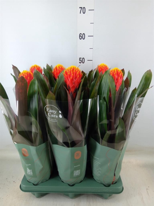 <h4>Guzmania  'Tala'</h4>