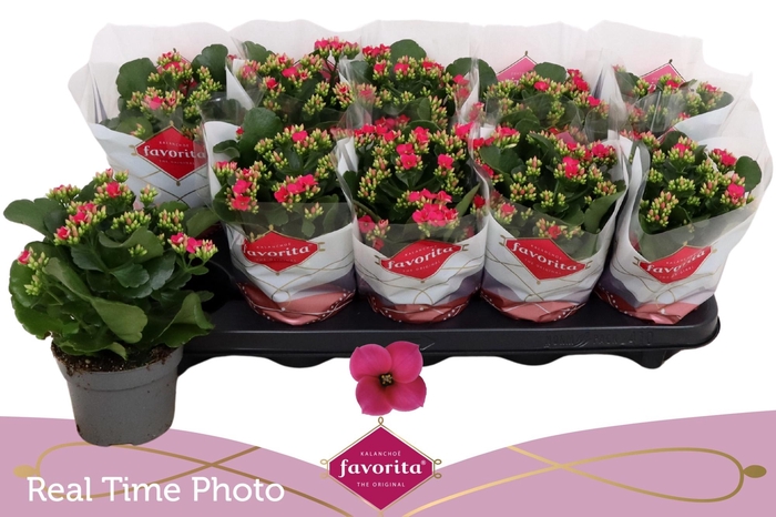 <h4>KAL EN THALIA</h4>