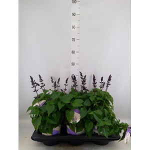 Salvia  'Salgoon Lake Blueberry'