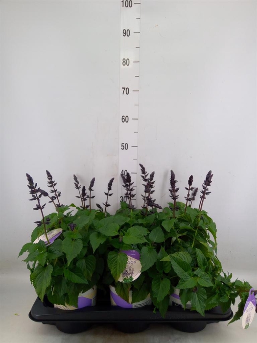 <h4>Salvia  'Salgoon Lake Blueberry'</h4>