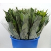 AROMATIC HERBS MIX IN BUNCH 500GR