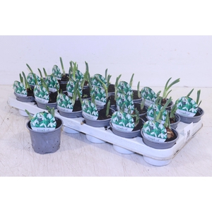 GALANTHUS NIV IN POT