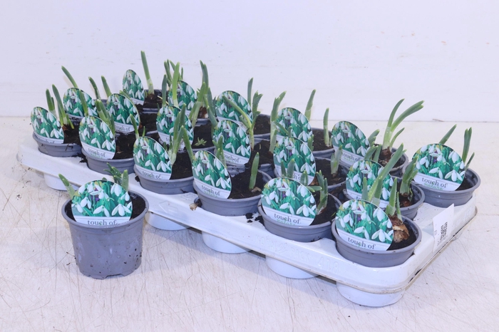 <h4>GALANTHUS NIV IN POT</h4>