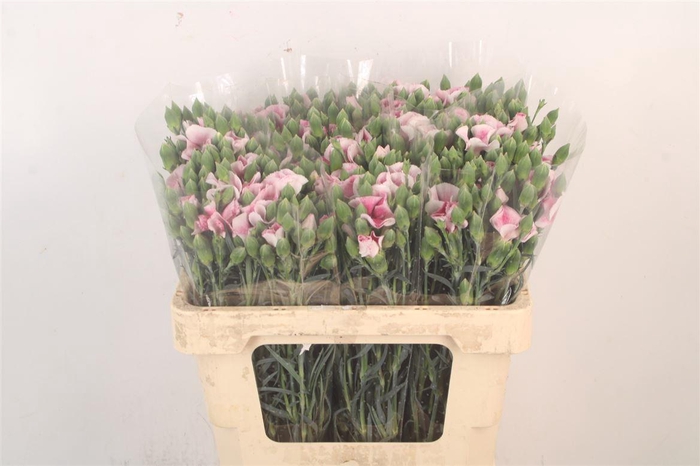 <h4>Di Symply Blushfly</h4>