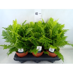 Blechnum gibbum 'Silver Lady'
