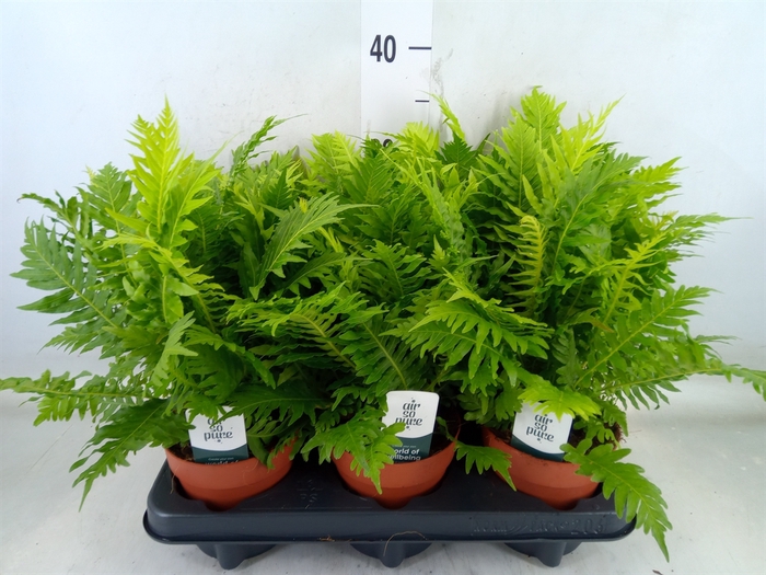 <h4>Blechnum gibbum 'Silver Lady'</h4>