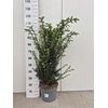Taxus Baccata