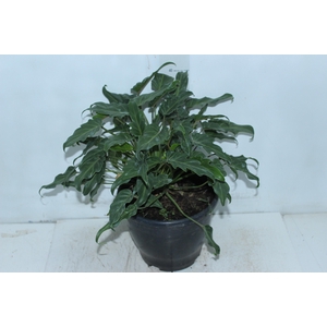 PHILODENDRON XANADU P23