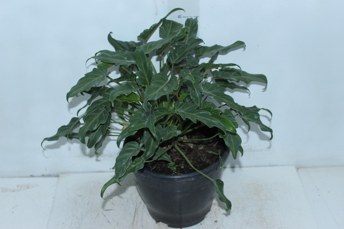 <h4>PHILODENDRON XANADU P23</h4>