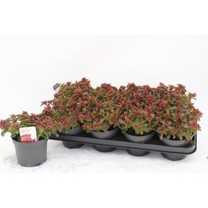 SEDUM SPU SPOT D ROS