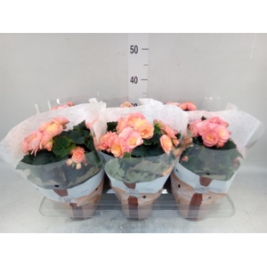 Begonia elat. DU 'Hailey Sunset'