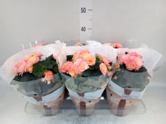 <h4>Begonia elat. DU 'Hailey Sunset'</h4>