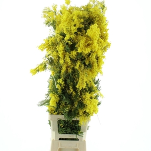 Mimosa Mirandol Pointe Xl P St