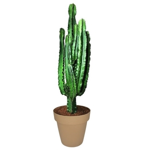 EUPHORBIA ERITREA - POT Ø 30 H 120 CM (SUCCULENTEN)