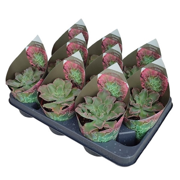 <h4>ECHEVERIA DOROTHY - POT Ø 10,5 WITH POTCOVER (SUCCULENTEN)</h4>