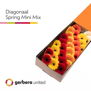 Germini Mix Herfst Doos