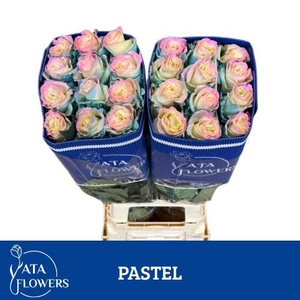 R Gr Klb Pastel ATA